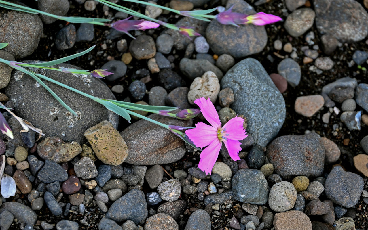 Image of Dianthus repens specimen.