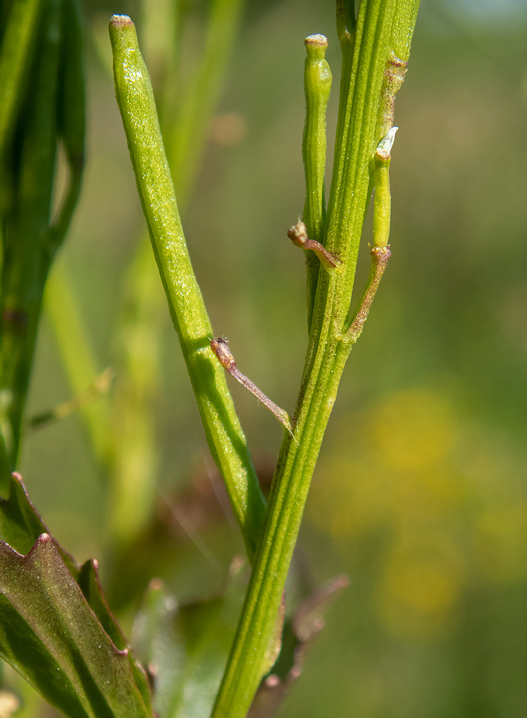 Image of Barbarea stricta specimen.