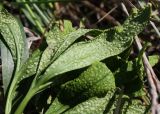 Anemone ranunculoides. Лист, поражённый ржавчинным грибом. Белгородская обл., Борисовский р-н, дубрава \"Лес на Ворскле\". 03.05.2010.