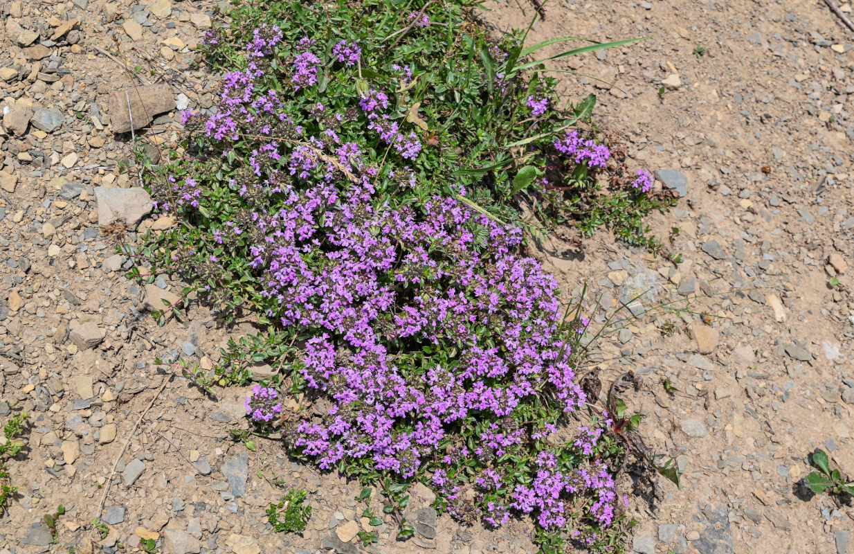 Image of genus Thymus specimen.