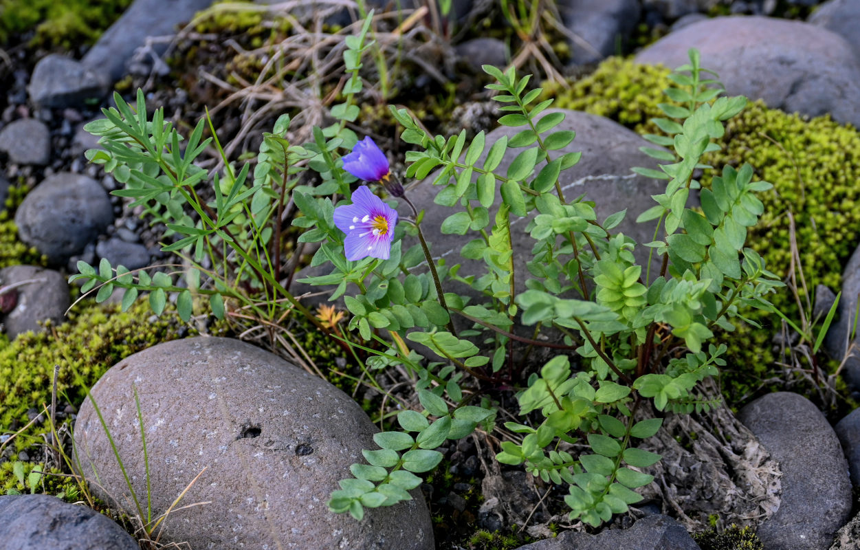 Изображение особи Polemonium boreale.