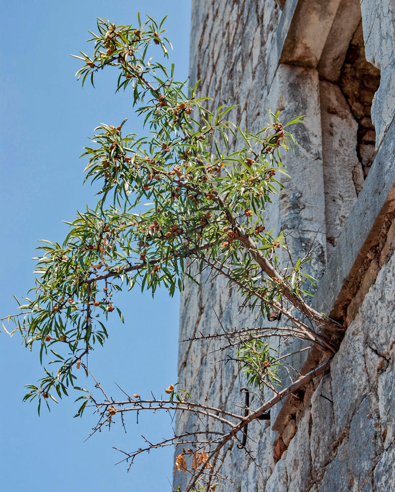 Image of Amygdalus communis specimen.