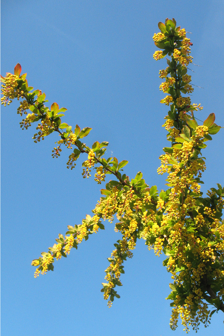 Изображение особи Berberis vulgaris.