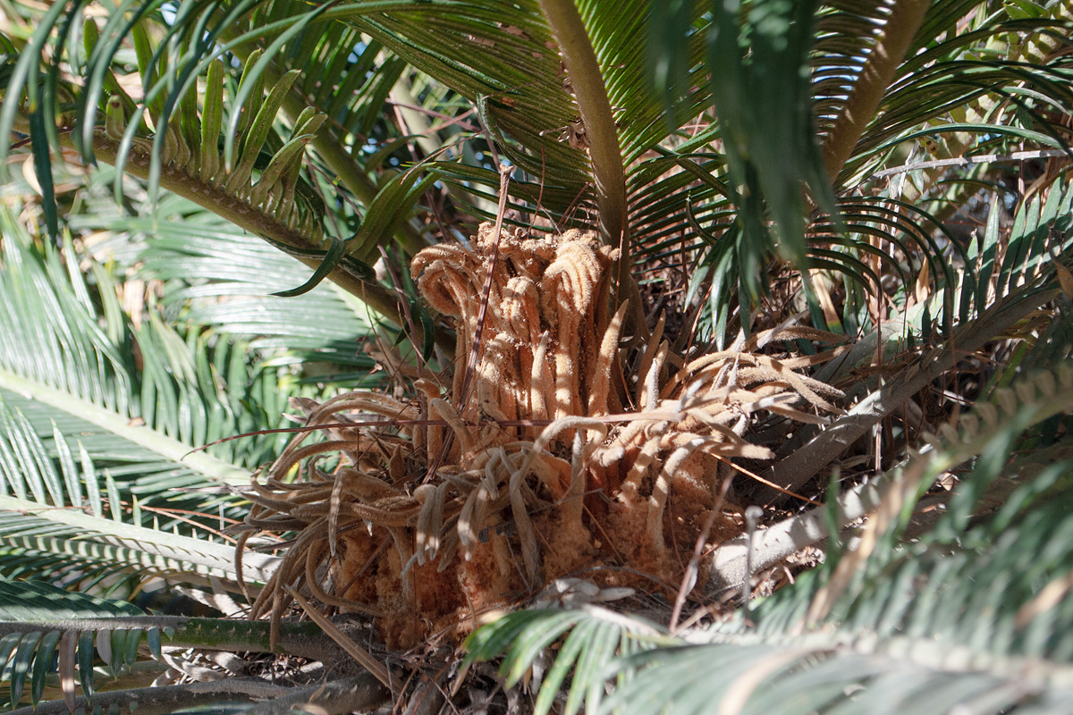 Изображение особи Cycas revoluta.