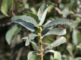 Salix cinerea. Верхушка побега. Белоруссия, Витебская обл., пос. Езерище, ключевое болото. 22.08.2010.