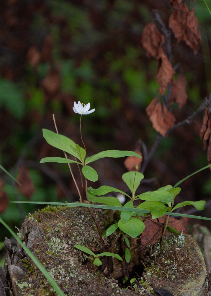 Image of Trientalis europaea specimen.