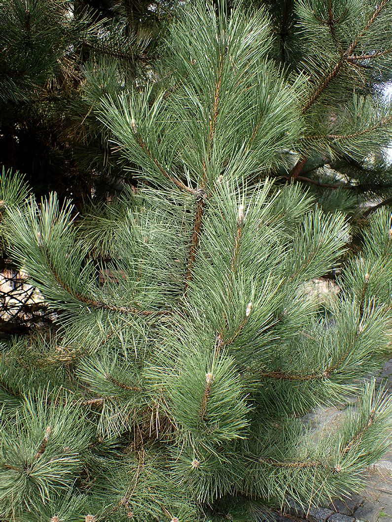 Изображение особи Pinus nigra.