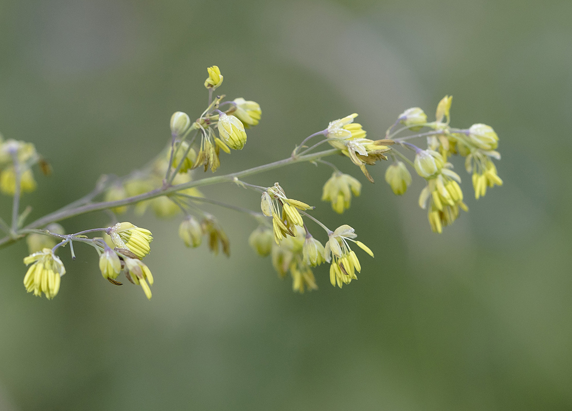 Image of Thalictrum minus specimen.