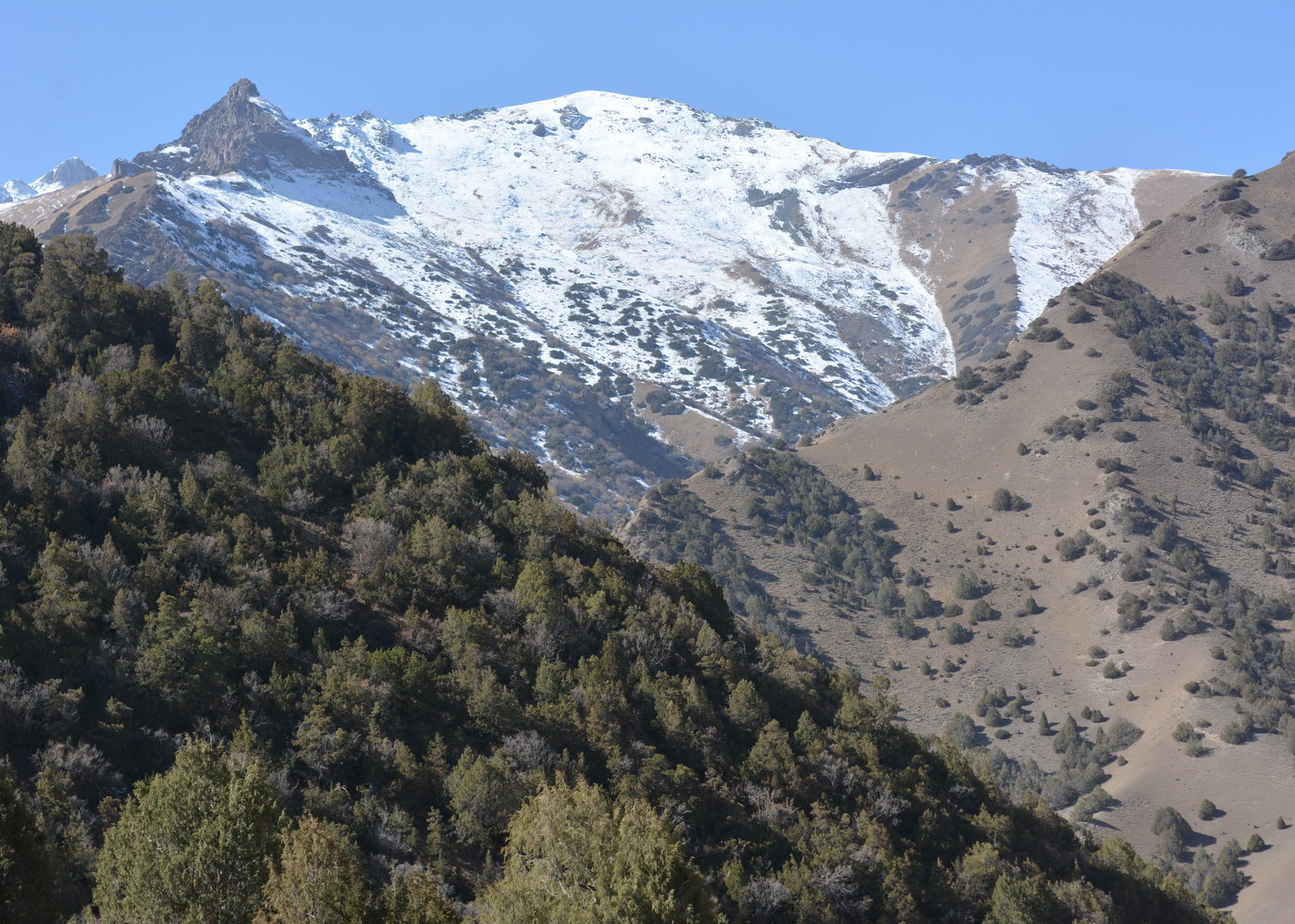 Image of genus Juniperus specimen.