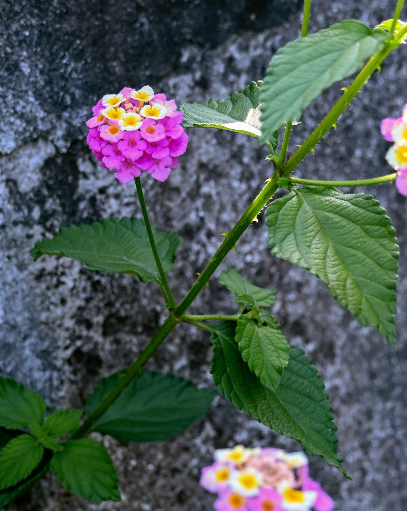 Image of Lantana camara specimen.