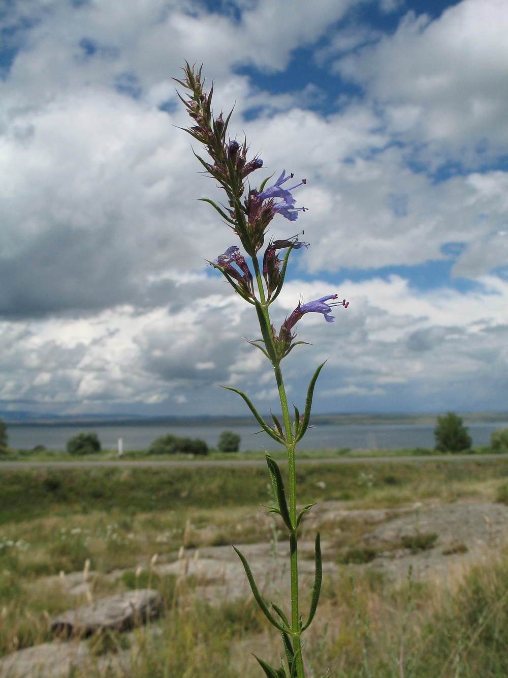 Image of Hyssopus cuspidatus specimen.