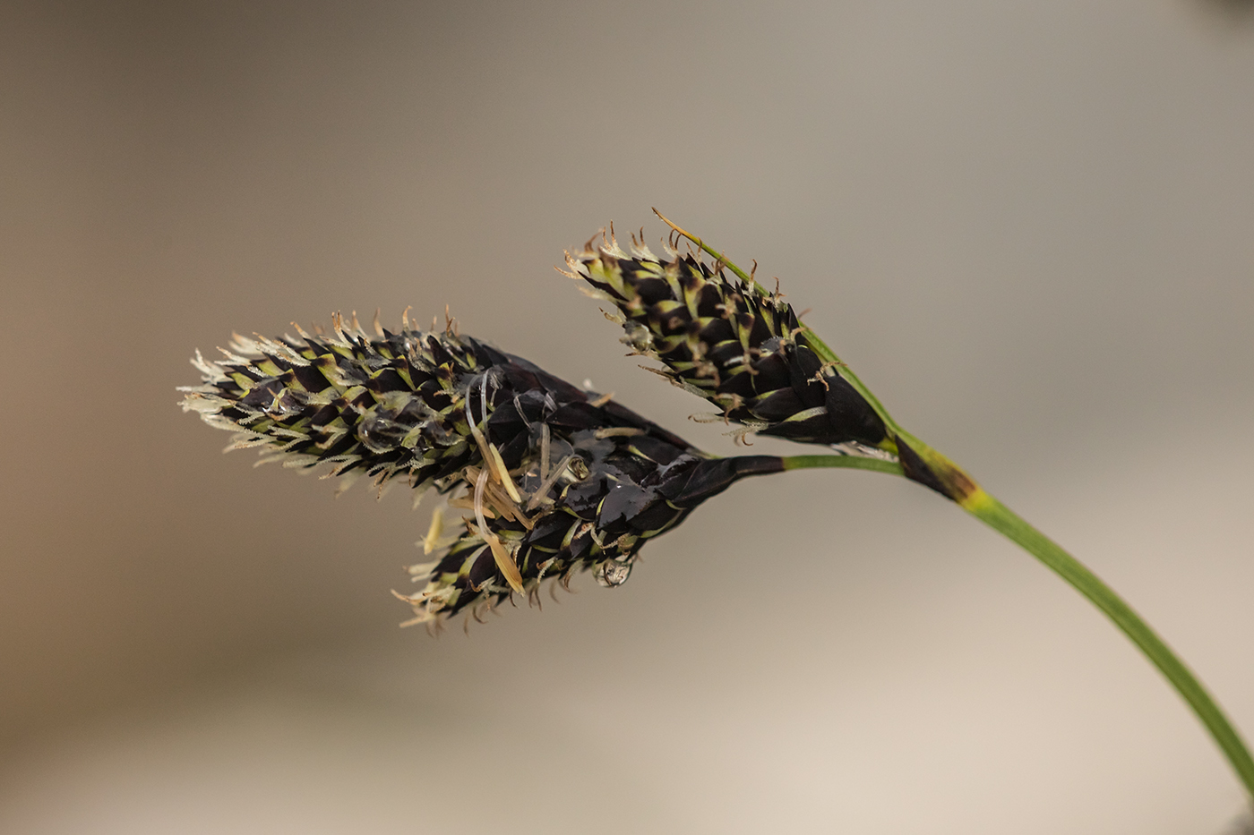 Изображение особи Carex medwedewii.