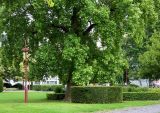 Liriodendron tulipifera. Бельгия, пров. Эно, окр. Турне, г. Турне, парк Кромбе (Parc Crombez), озеленение. Август.