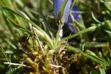 Campanula ciliata