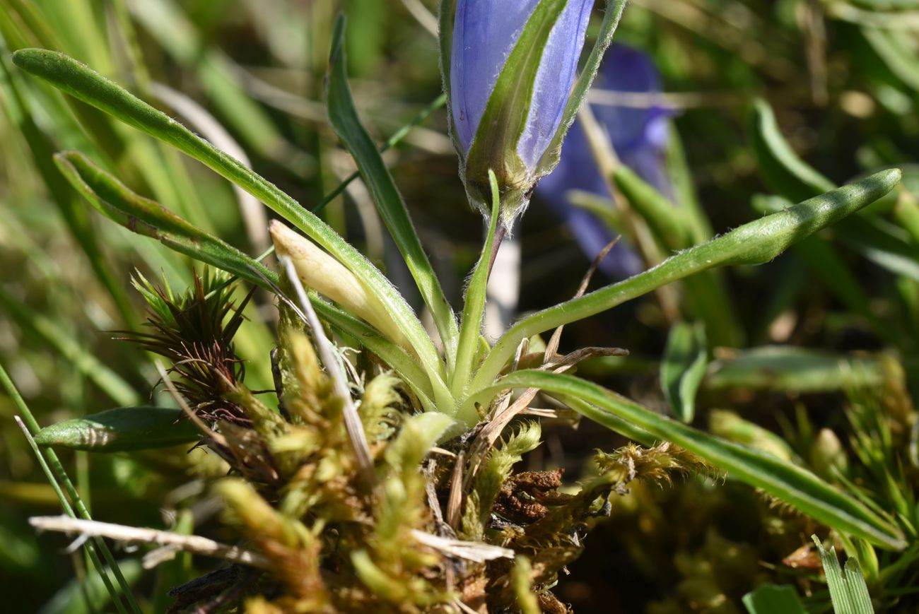 Изображение особи Campanula ciliata.