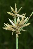 genus Cyperus. Общее соцветие. Узбекистан, Андижанская обл., Асакинский р-н, Асакинское лесное хозяйство, берег р. Аравансай. 12.07.2021.