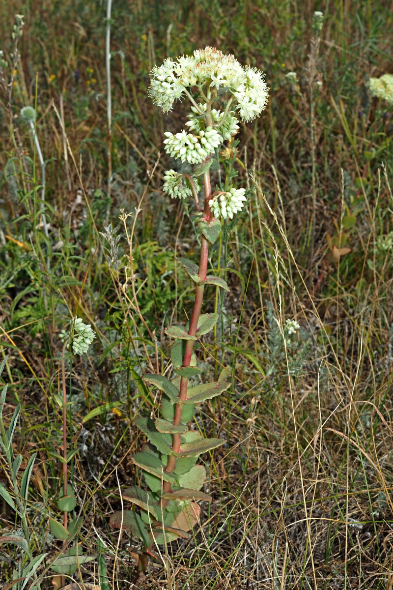 Image of Hylotelephium stepposum specimen.