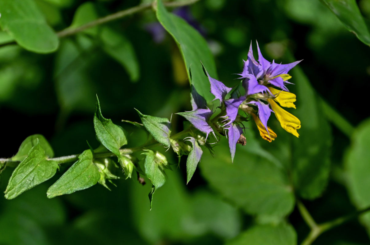 Image of Melampyrum nemorosum specimen.