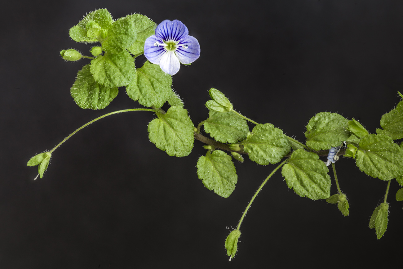 Изображение особи Veronica filiformis.