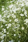 Cerastium arvense