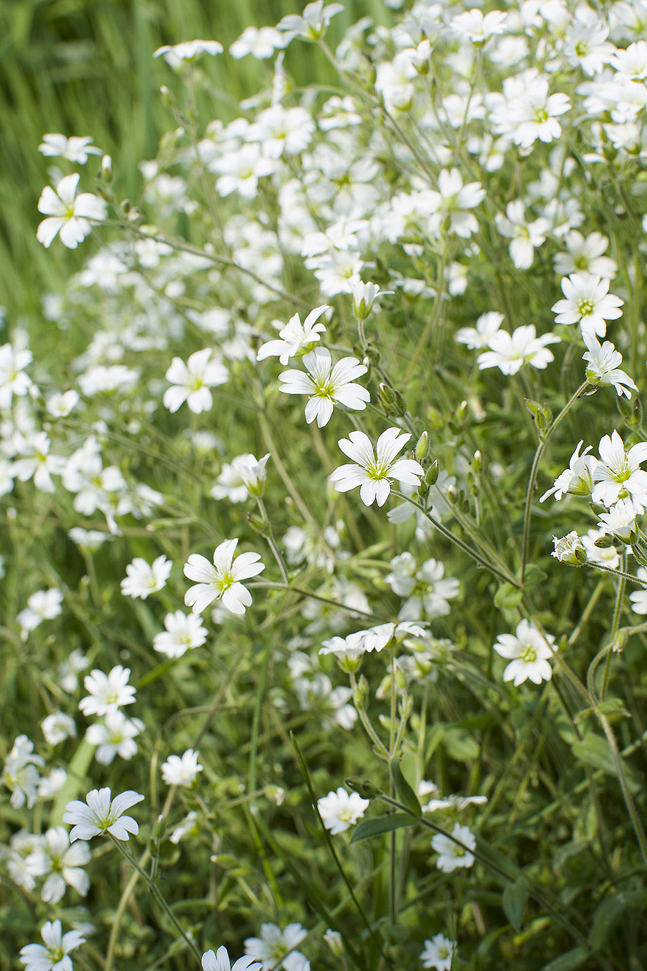 Image of Cerastium arvense specimen.