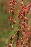 Rumex acetosella