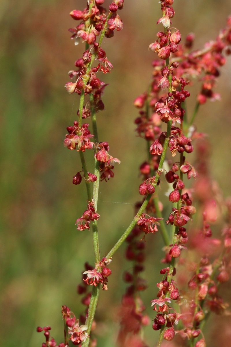 Изображение особи Rumex acetosella.