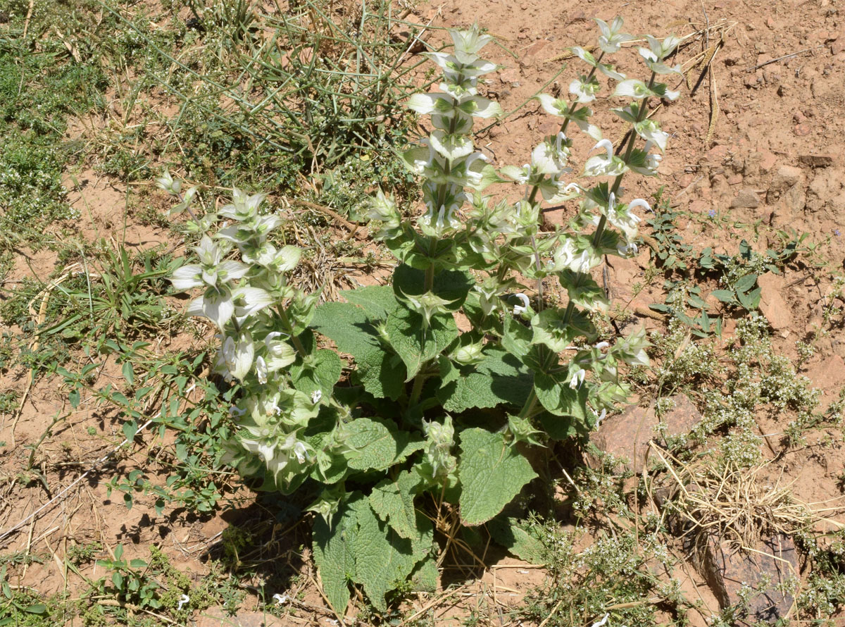 Image of Salvia sclarea specimen.