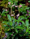 Chimaphila umbellata. Цветущие растения. Вологодская обл., Сокольский р-н, Оларевская гряда, смешанный лес. 13.07.2024.