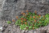 Diapensia obovata. Куртина плодоносящих растений. Камчатский край, Елизовский р-н, природный парк \"Вулканы Камчатки\", южный участок, кластер \"Налычевский\", памятник природы \"Экструзия Верблюд\", каменистая осыпь. 11.08.2024.