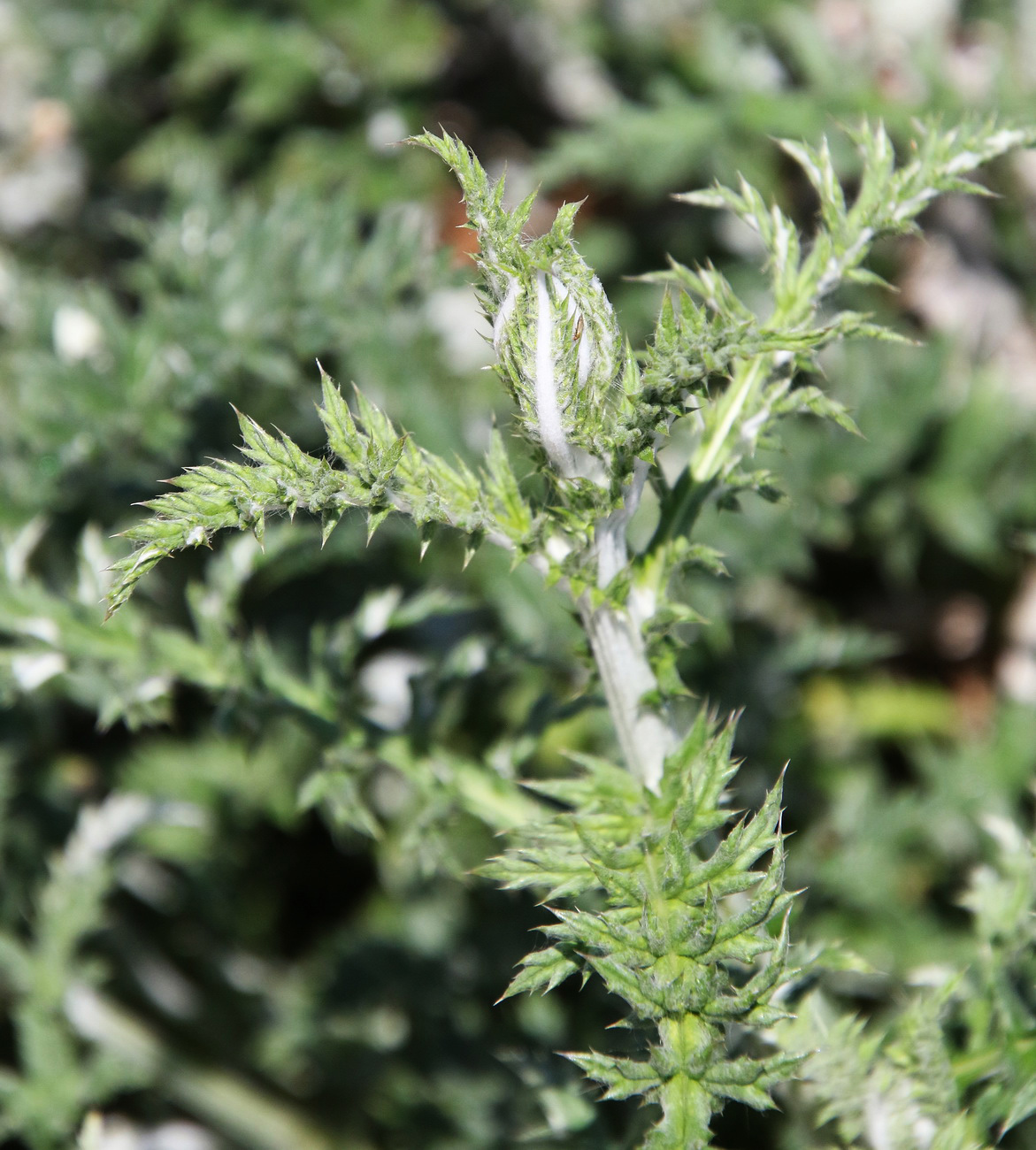 Image of genus Echinops specimen.