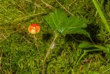 Rubus chamaemorus