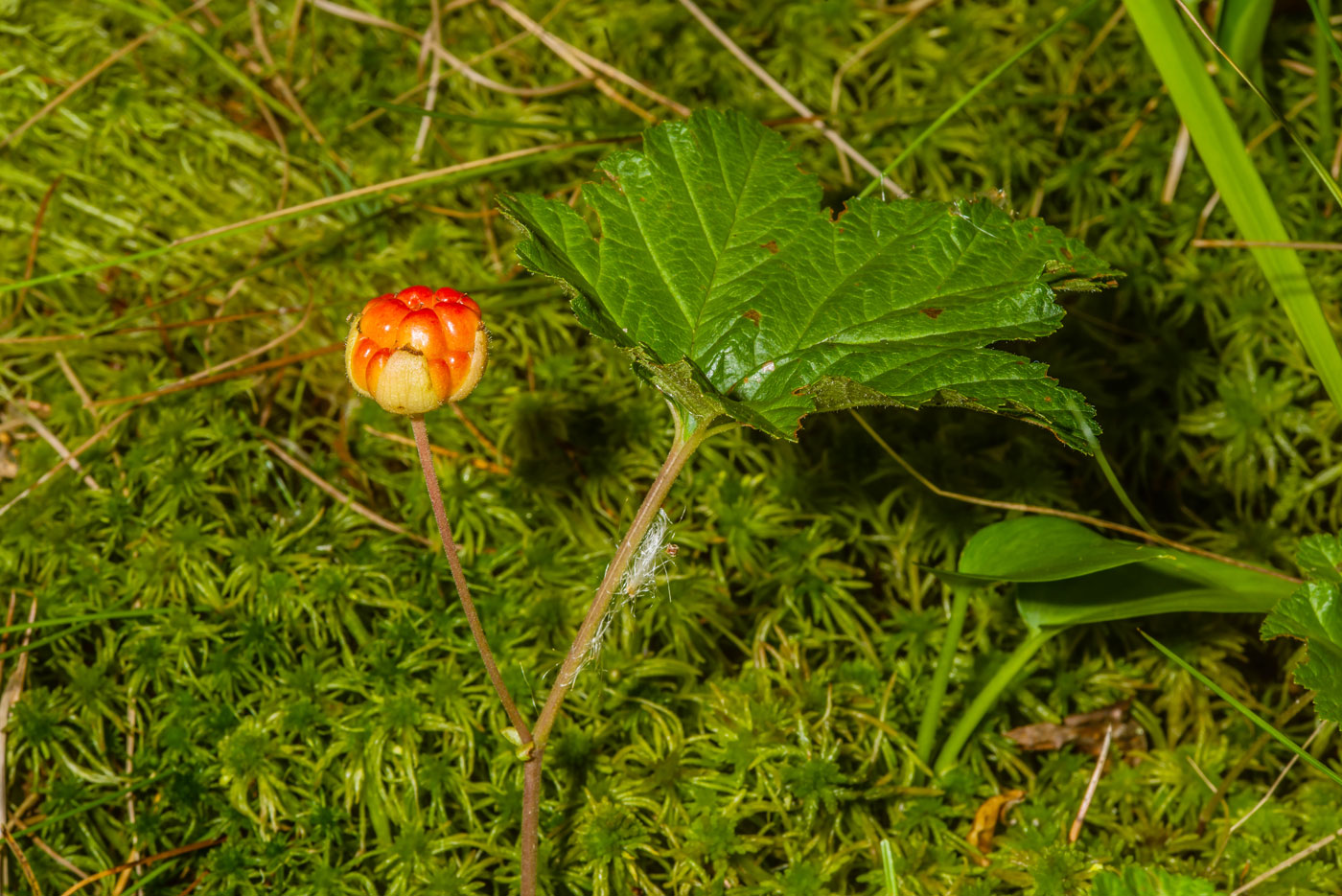 Image of Rubus chamaemorus specimen.