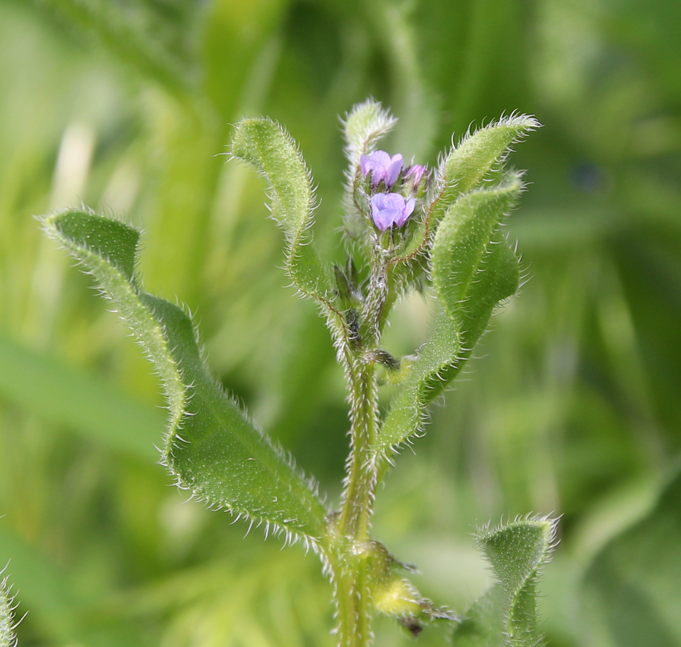Image of Asperugo procumbens specimen.
