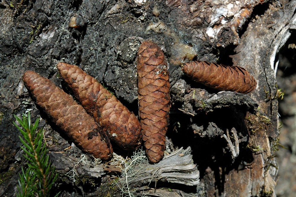 Изображение особи Picea morrisonicola.