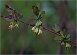 View full-size image Lonicera edulis