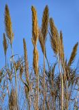 View full-size image Arundo donax