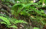 View full-size image Dryopteris wallichiana