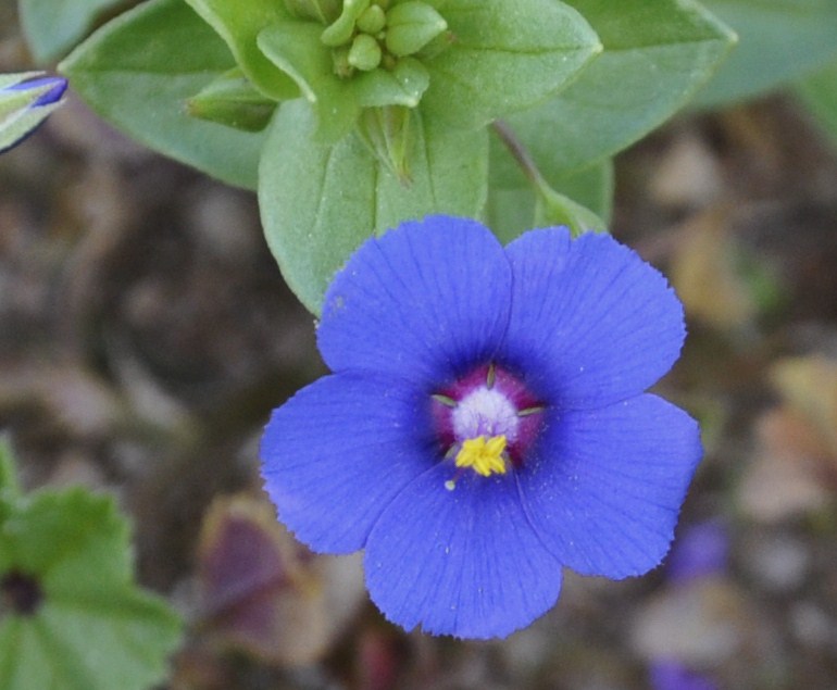 Изображение особи Anagallis arvensis.