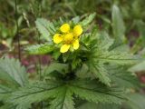 Potentilla norvegica