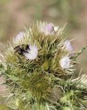 Смотреть изображение Cirsium polyacanthum