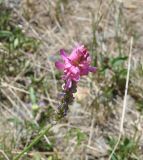 View full-size image Onobrychis biebersteinii