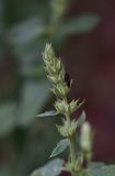 View full-size image familia Lamiaceae