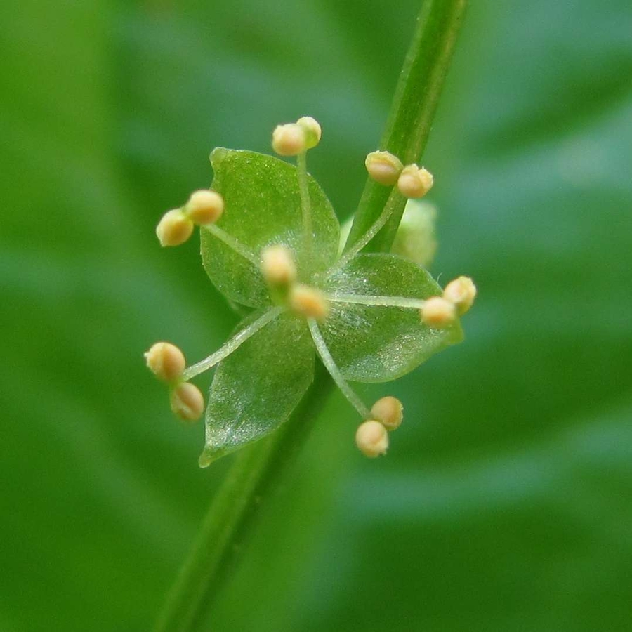 Изображение особи Mercurialis perennis.