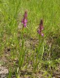 Anacamptis laxiflora subspecies elegans. Цветущие растения. Украина, Днепропетровская обл., Петриковский р-н, пгт Куриловка, луг в пойме Днепра. 29.05.2011.