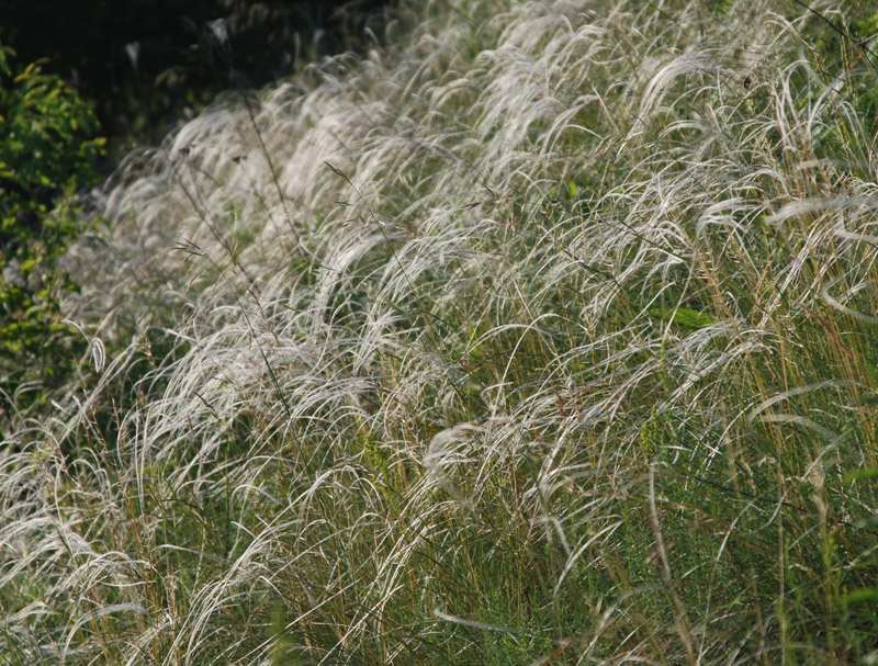 Image of genus Stipa specimen.