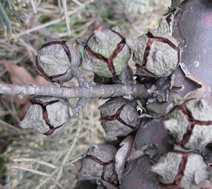 Image of Cupressus arizonica specimen.