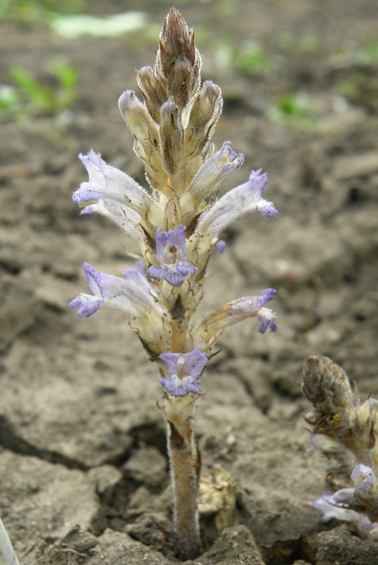 Image of Phelipanche brassicae specimen.