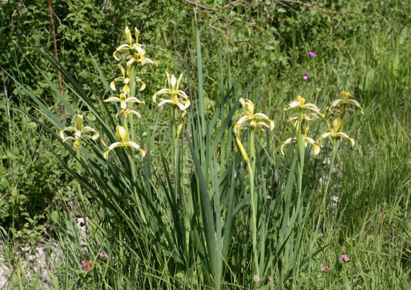 Image of Iris halophila specimen.