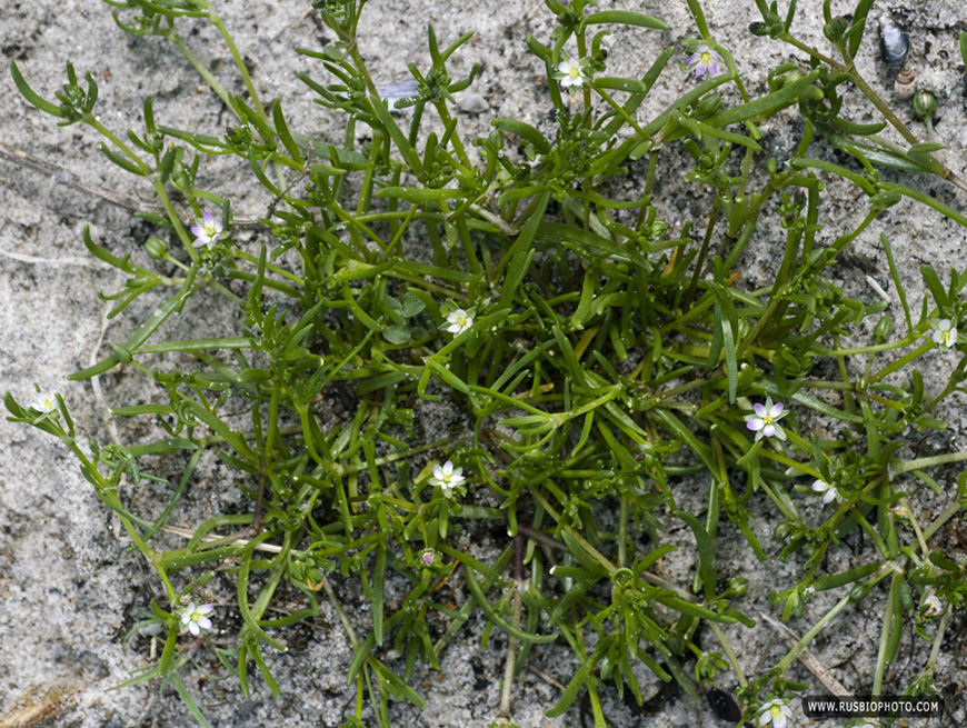 Image of Spergularia marina specimen.